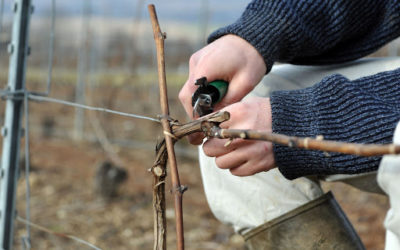 « La vigne n’attend pas »