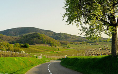 Quand la Route des Vins est confinée