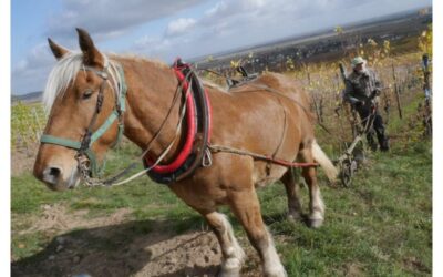 Le cheval, l’ami des vignes