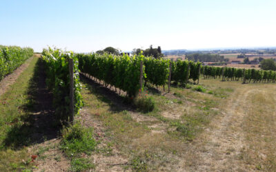 Juillet dans les vignes